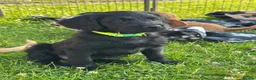 Labradoodle dogs for sale: Extensively Health Tested F1 Miniature Labradoodle - Advert 6