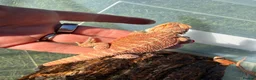 Bearded Dragon reptiles for sale: Bearded dragon babies - red monster line  - Advert 7