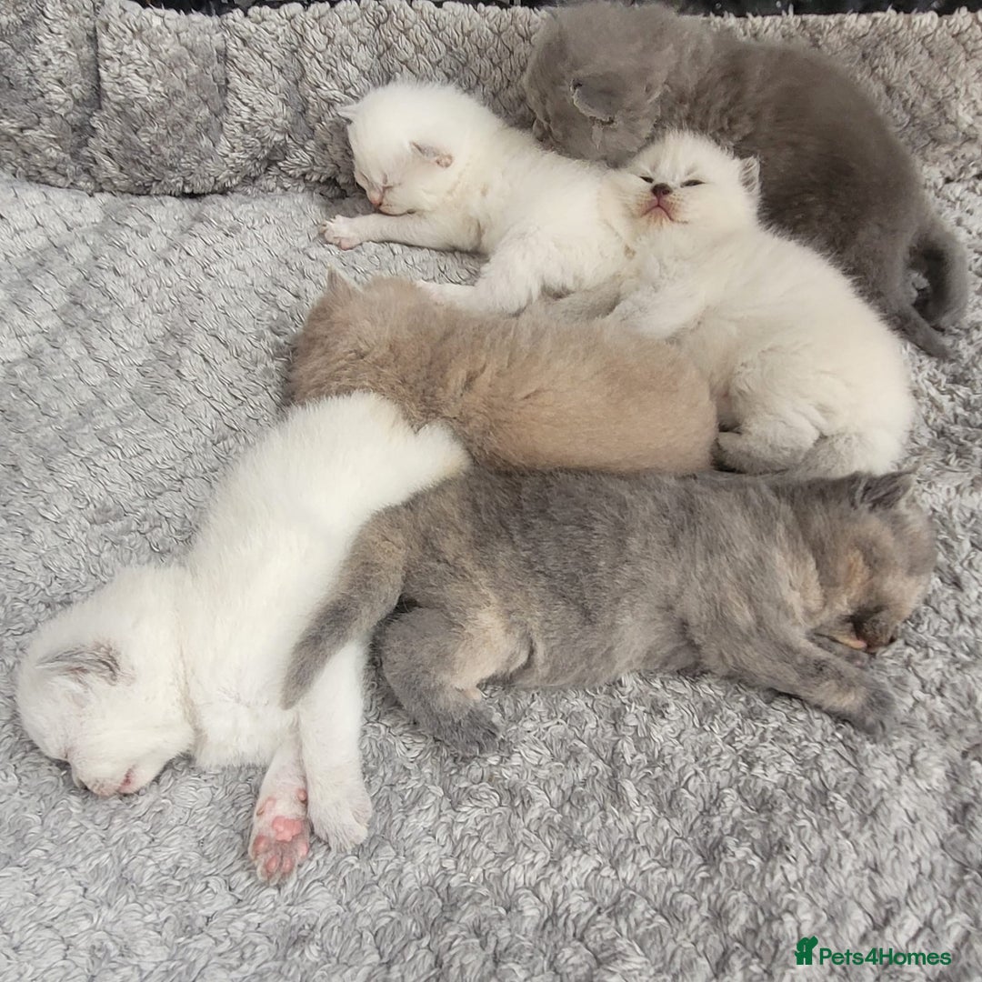 British Shorthair cats for stud: GCCF Active BSH Cream/Ginger ColourPointed  in London - Image 12