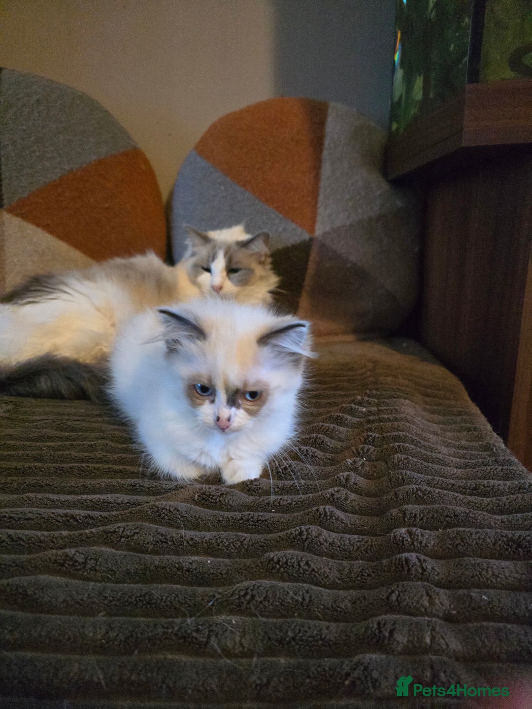Ragdoll cats for sale:  ragdoll kittens parents gccf registered  - Image 12