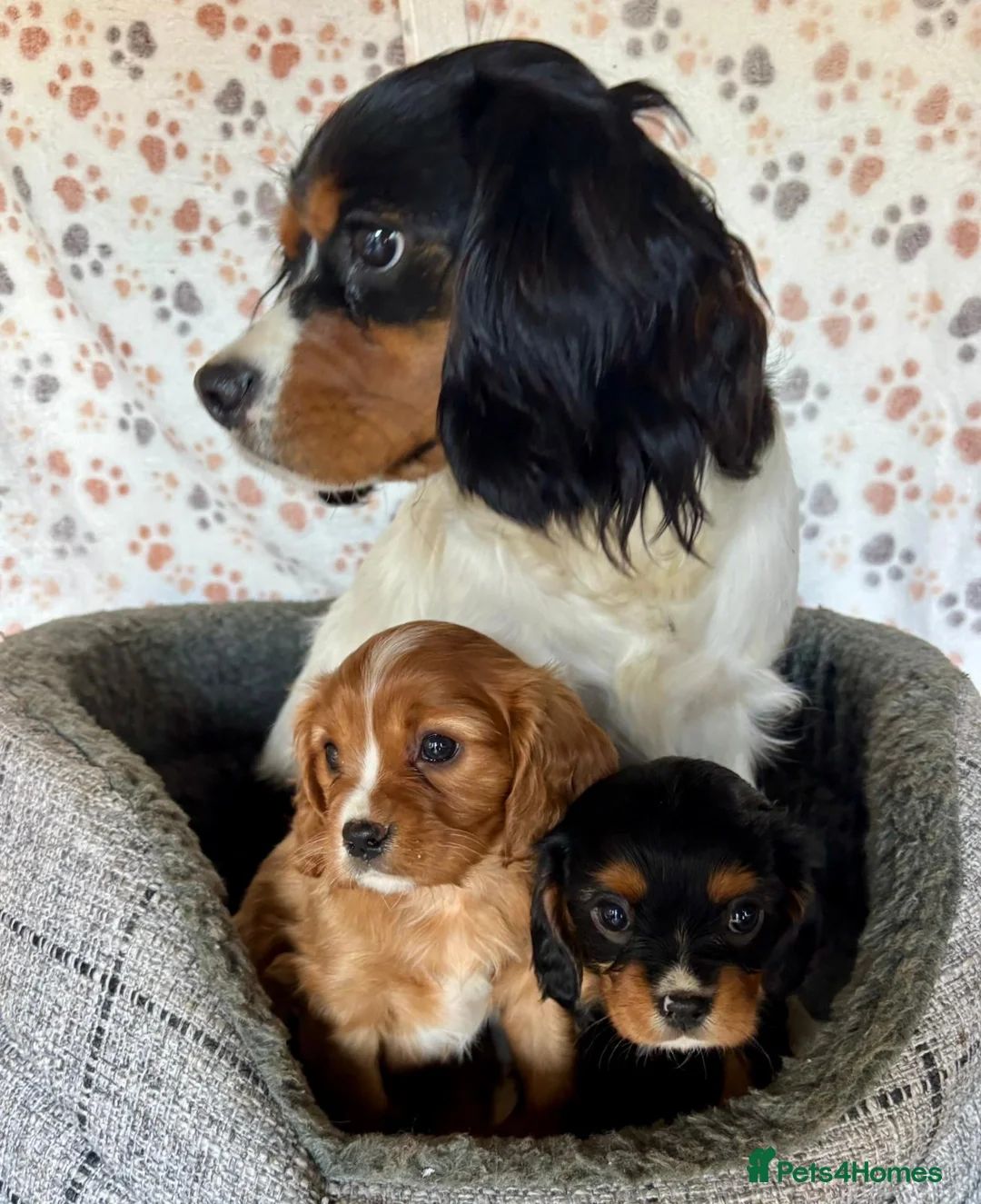 Cavalier King Charles Spaniel dogs for sale: Beautiful ruby boy looking for forever home - Advert 17