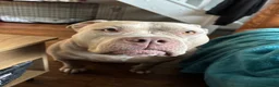 American Bully dogs for sale: 🌸Sweetest Nala looking for a loving stable home🌸 - Advert 8