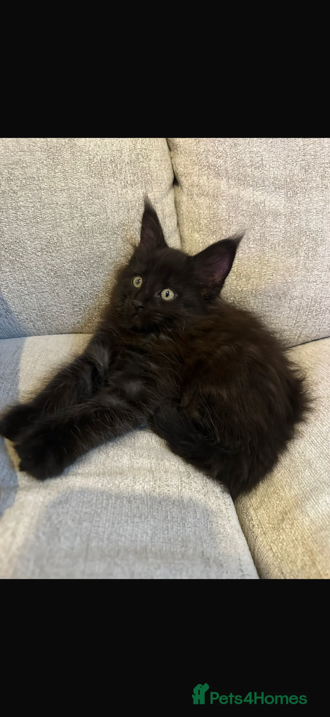 Maine Coon cats for sale: GCCF/Russian Champions BLUE SMOKE Kitten - Advert 8