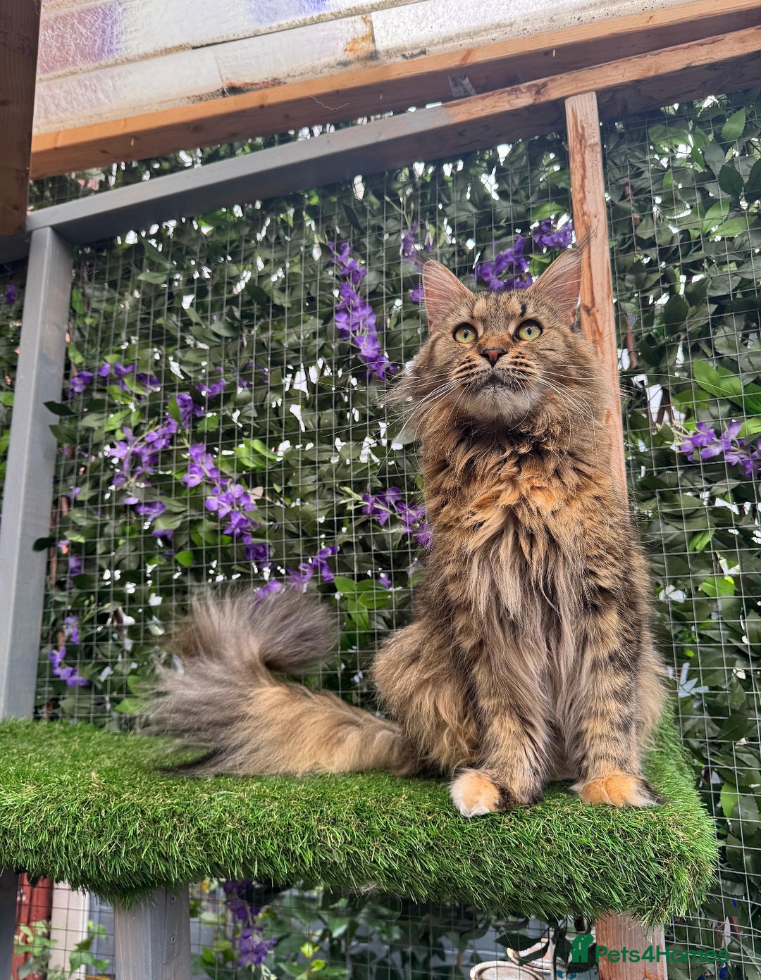 Maine Coon cats for sale: Maine Coon Kittens 🏆 20+ gen 🧬 Full Pedigree - Advert 2