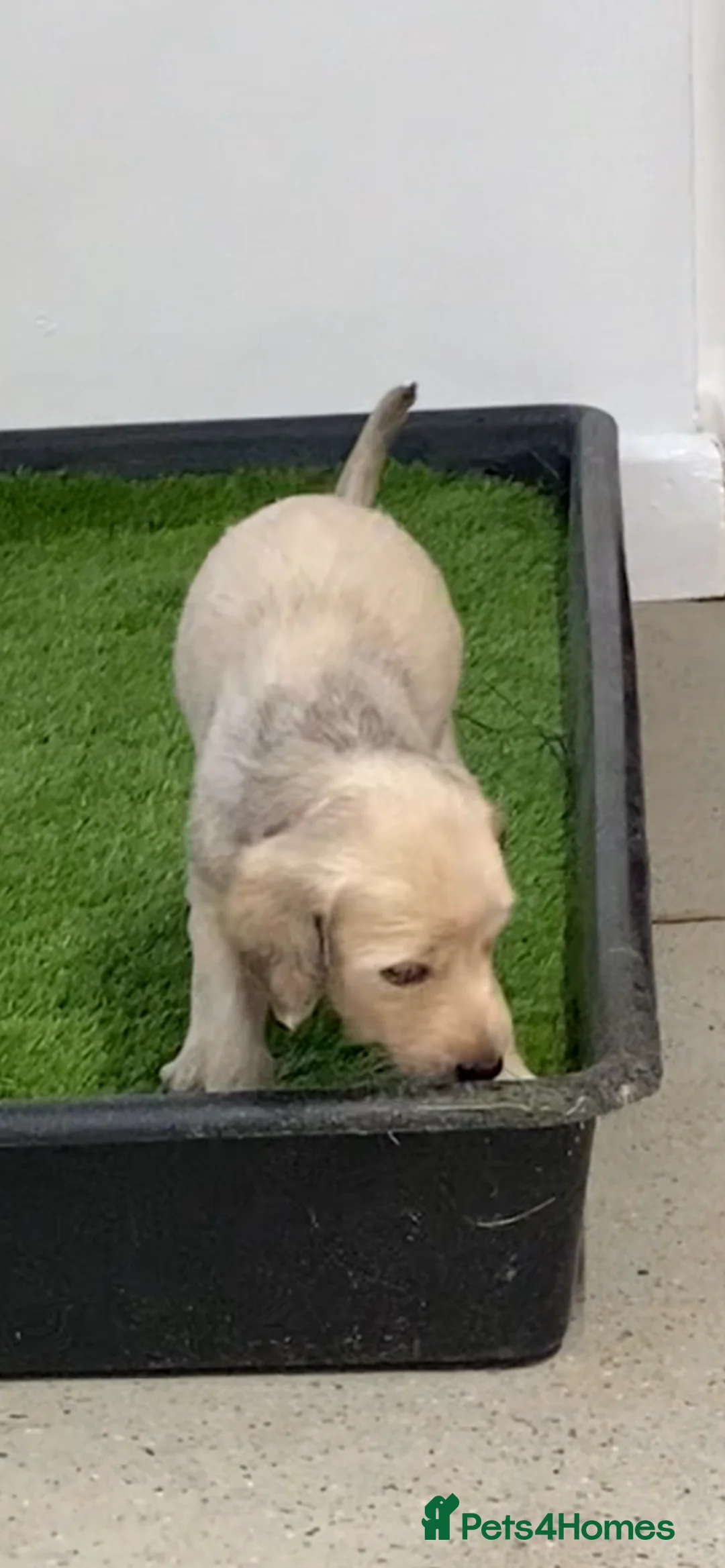 Afghan Hound dogs for sale: Beautiful litter of Afghan hound puppies  - Advert 2