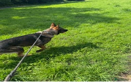 German Shepherd dogs for sale: Czech German shepherd male - Image 6