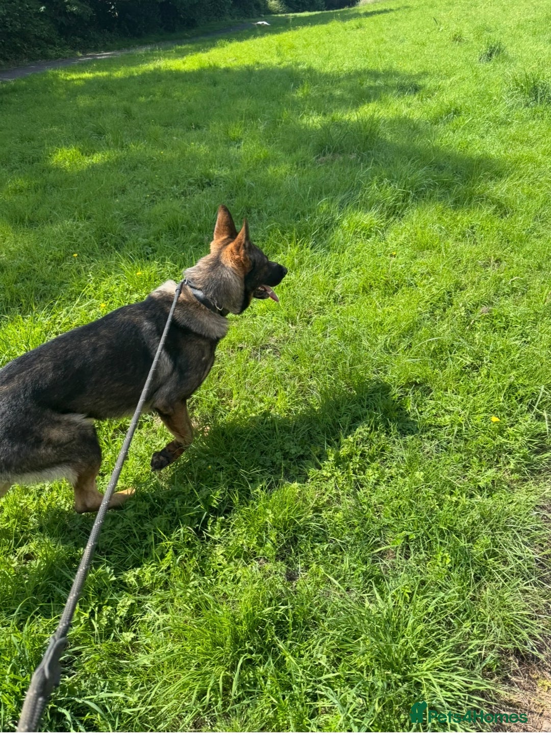 German Shepherd dogs for sale: Czech German shepherd male - Image 6
