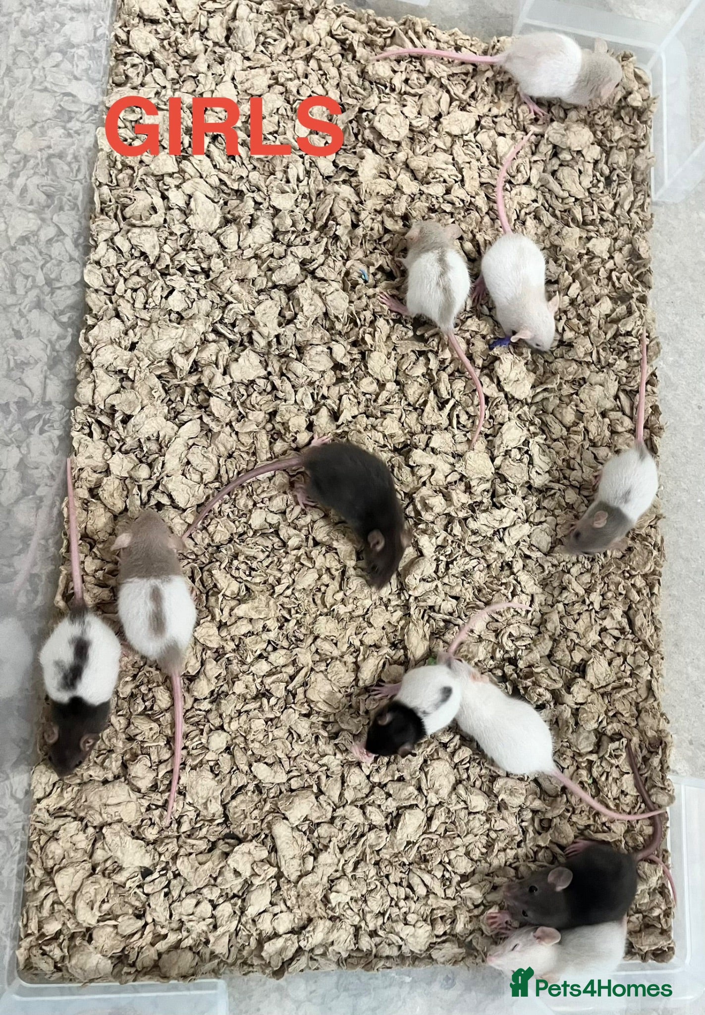 Rat rodents Baby Rats ready 22nd Aug (males and females) - Advert 1
