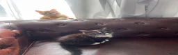 Mixed Breed cats for sale: 3 baby ready to go  - Advert 1