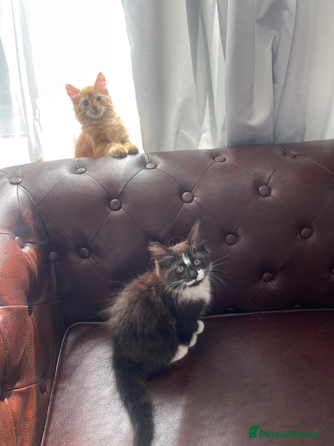 Mixed Breed cats for sale: 3 baby ready to go  - Advert 1