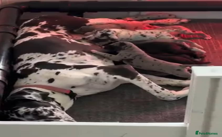 Great Dane dogs - Advert 1
