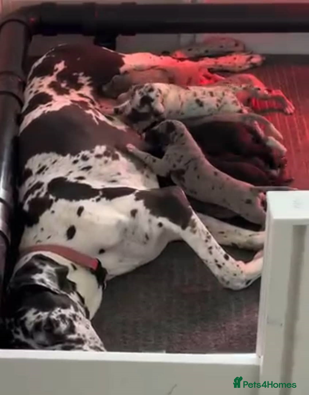 Great Dane dogs for sale: Fully DNA Tested & CLEAR Great Dane Pups - Image 1