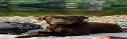 Labrador Retriever dogs for sale: Gorgeous Chunky Chocolate Labrador Puppies  in Tain - Advert 10