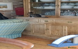 Domestic Shorthair cats for sale: Kittens for sale  - Image 5