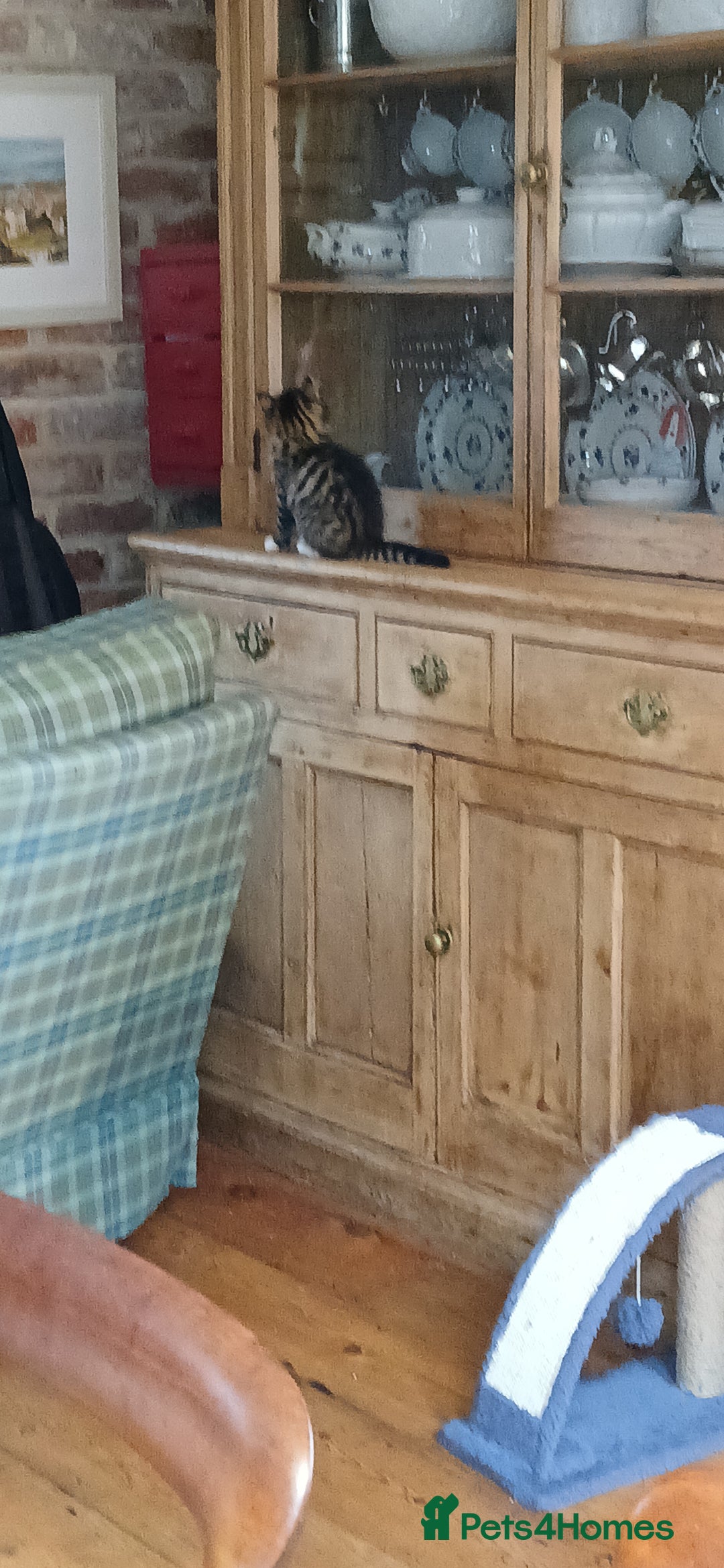 Domestic Shorthair cats for sale: Kittens for sale  - Image 5