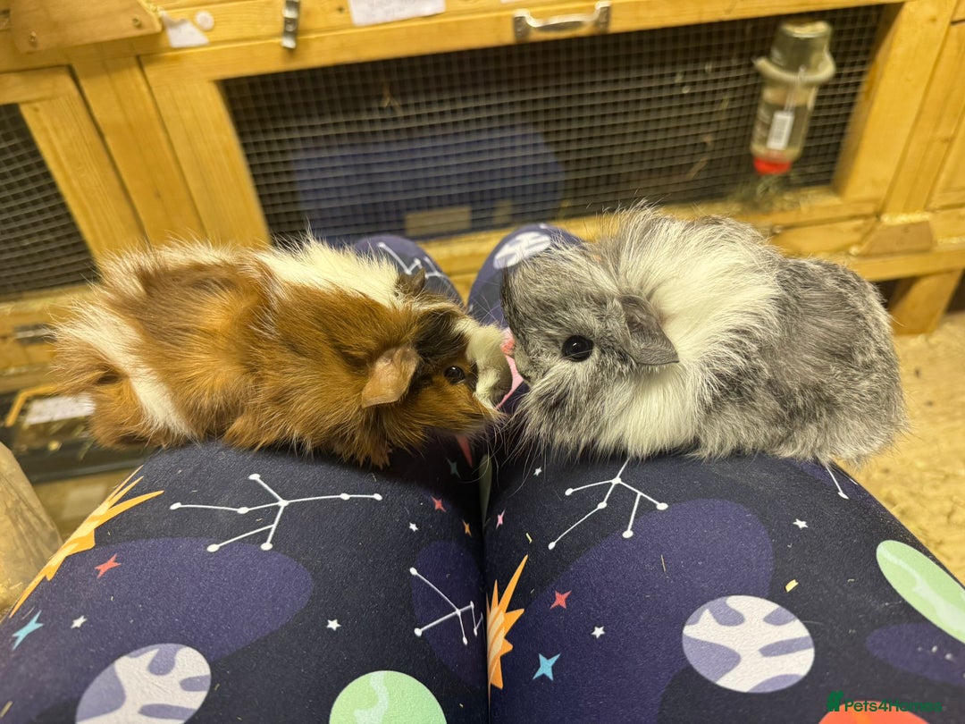 Guinea Pig rodents for sale: Beautiful baby male guinea pigs ready now and soon - Image 12