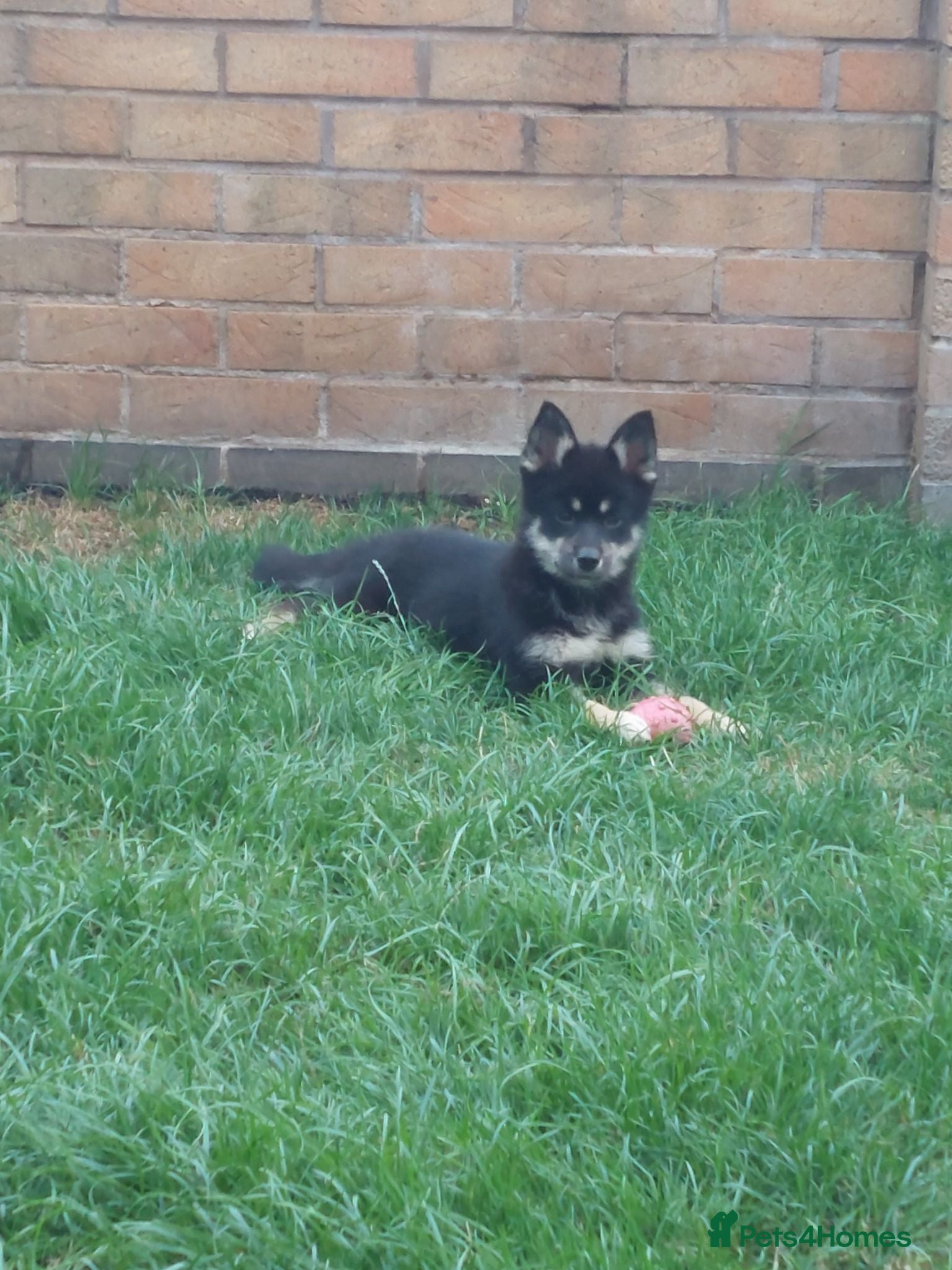 Pomsky dogs F3 pomsky puppy's for sale  - Advert 2