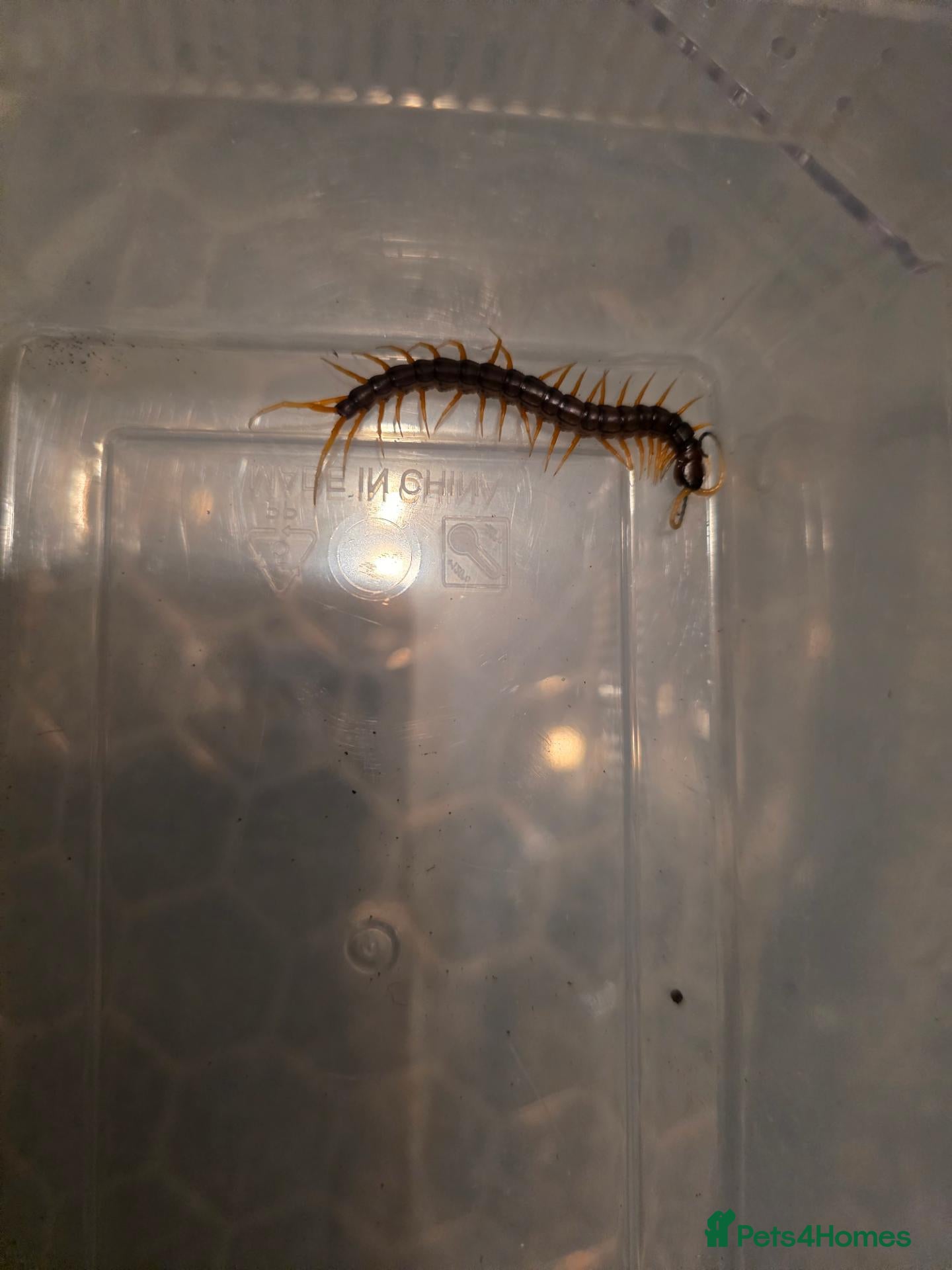 Mixed Breed invertebrates Mixed invertebrates for sale *see description*  - Advert 2