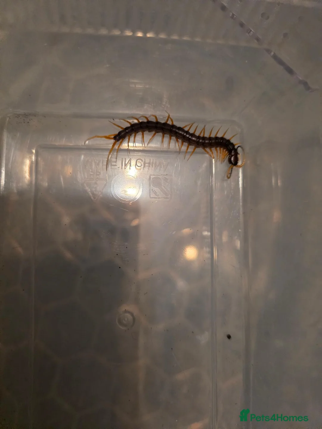 Mixed Breed invertebrates for sale: Mixed invertebrates for sale *see description*  - Advert 2