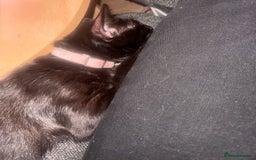 Mixed Breed cats for sale:  Free mixed cat named Misty - Image 3