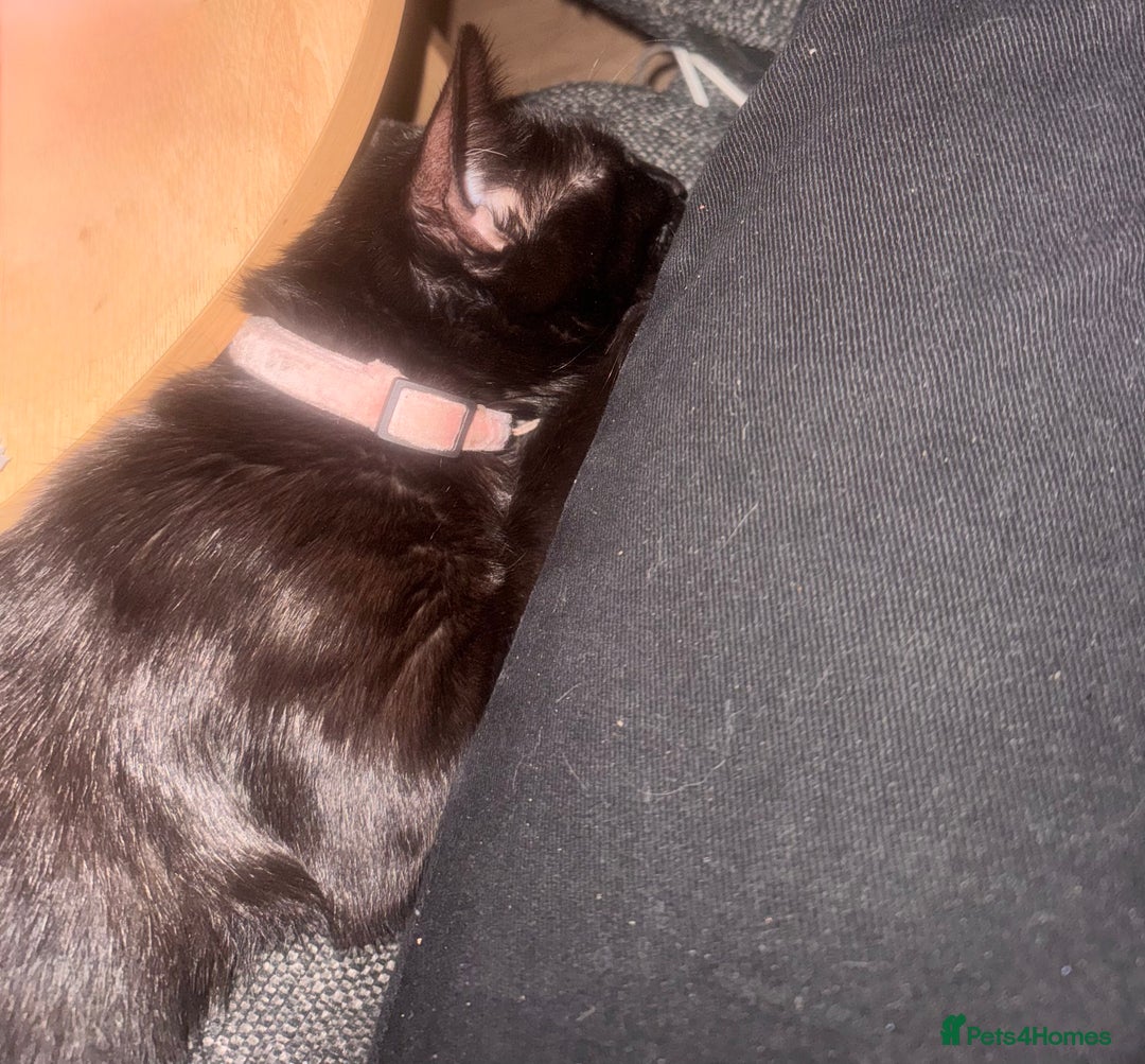 Mixed Breed cats for sale:  Free mixed cat named Misty - Image 3