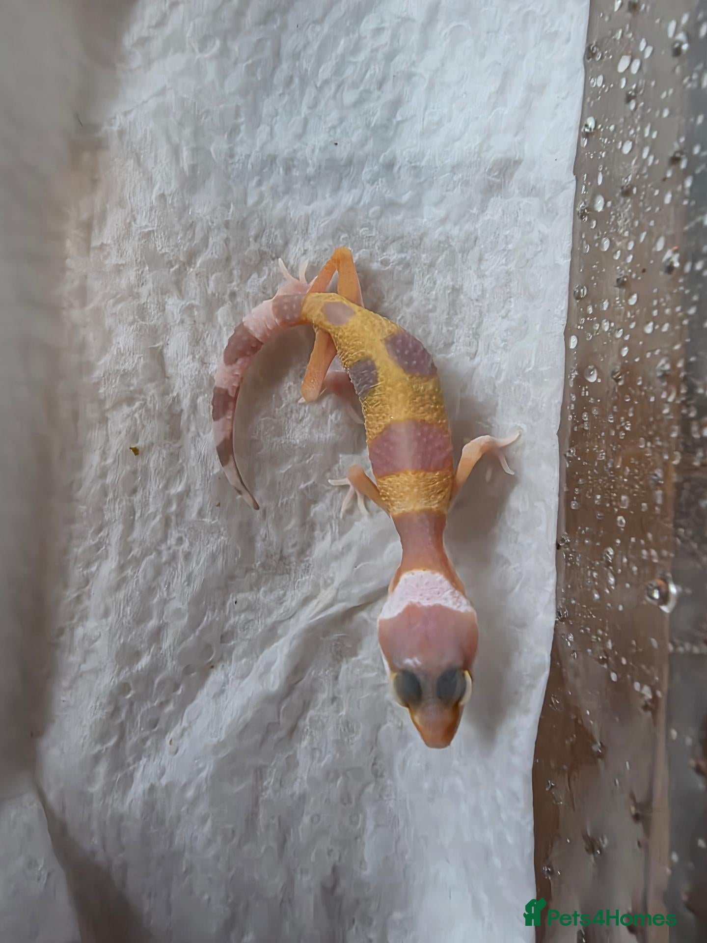 Leopard Gecko reptiles for sale: Leopard Gecko Babies Mixed Morph - Advert 1