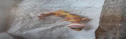 Leopard Gecko reptiles for sale: Leopard Gecko Babies Mixed Morph - Advert 1