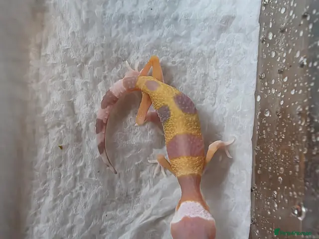 Leopard Gecko reptiles for sale: Leopard Gecko Babies Mixed Morph - Advert 1