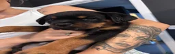 Rottweiler dogs for sale: ELITE KC REGISTERED GERMAN ROTTWEILER PUPPIES  - Advert 32