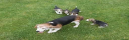 Beagle dogs for sale: Quality Health Tested Beagle Puppies - Advert 17