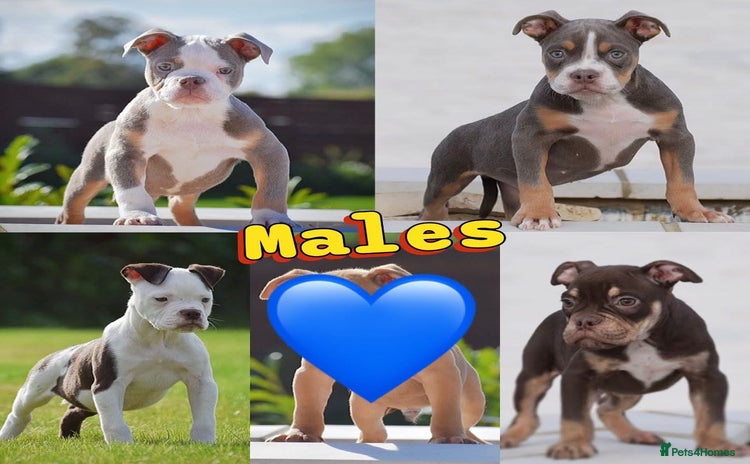 Old Tyme Bulldog dogs - Advert 3