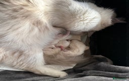 Ragdoll cats for sale: WORLD BEATIFUL RAGDOLL KITTEN/FIFe - Image 14