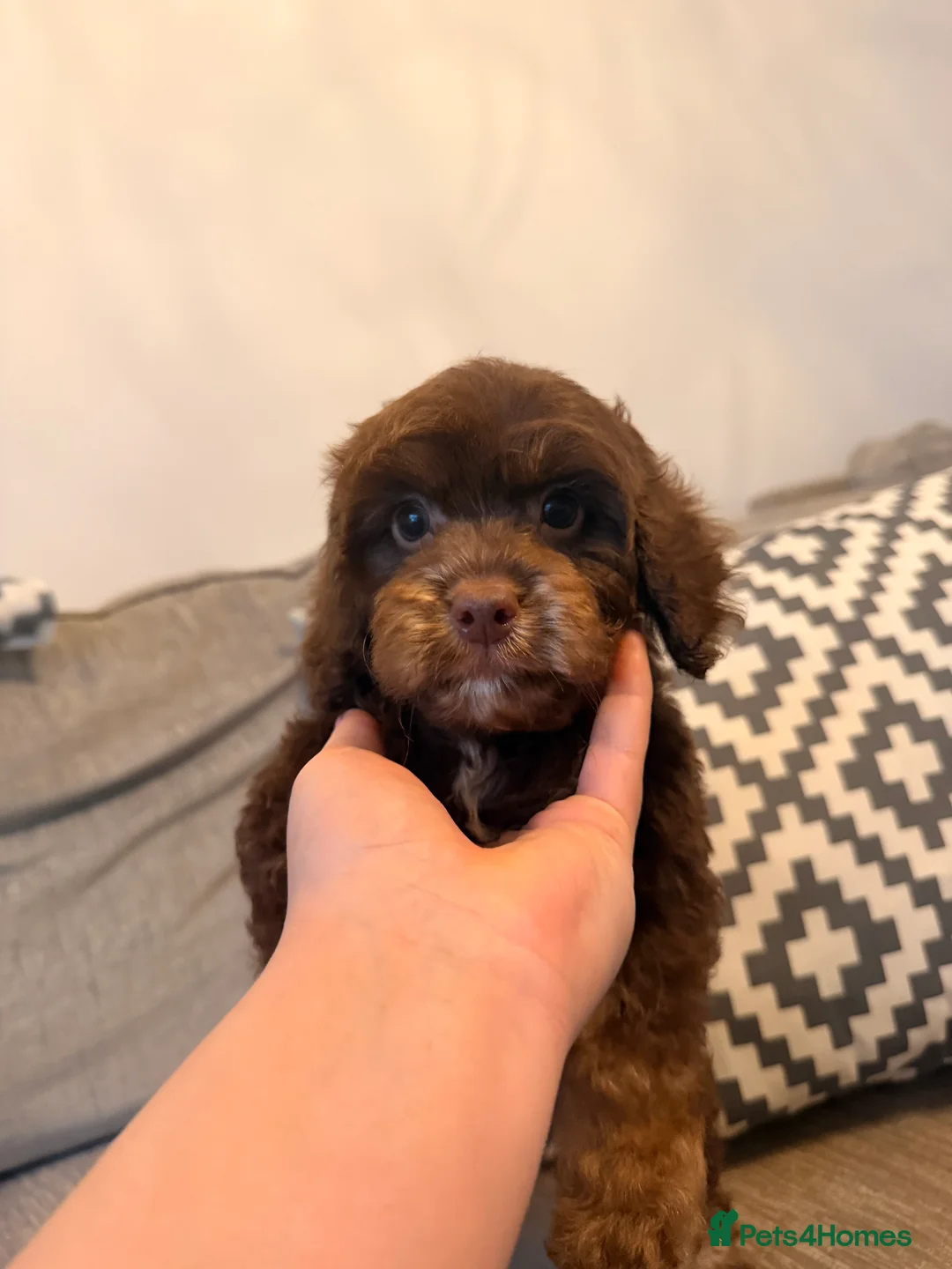 Cockapoo dogs for sale: LAST BOY REDUCED- Health Tested toy cockerpoos  - Advert 20