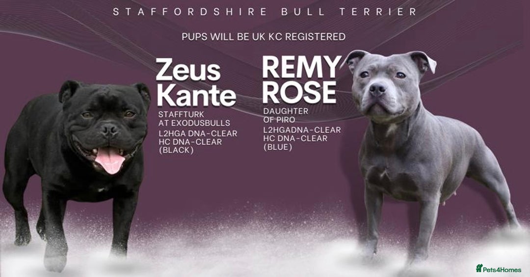 Staffordshire Bull Terrier dogs for sale: KC Champion Blue Staffordshire bull terrier - Advert 2