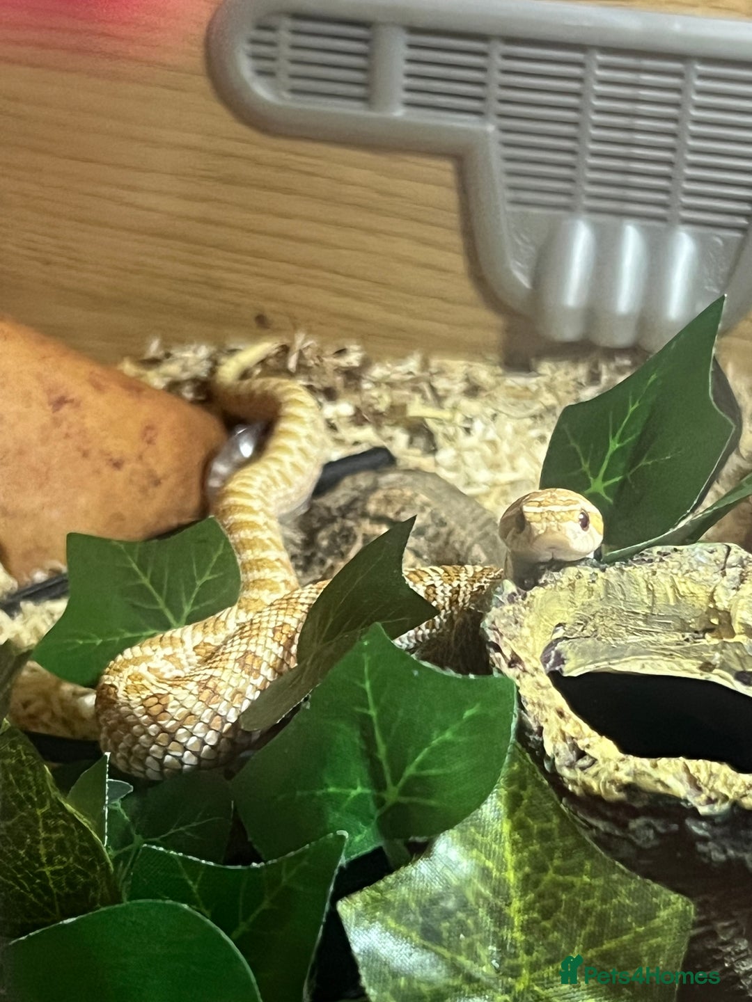 Snake reptiles for sale: Hognose snake - Image 2