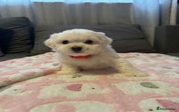 Maltese dogs for sale: Maltese puppies - Image 17