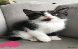 Mixed Breed cats for sale: 4 beautiful babies looking for their forever homes - Image 9