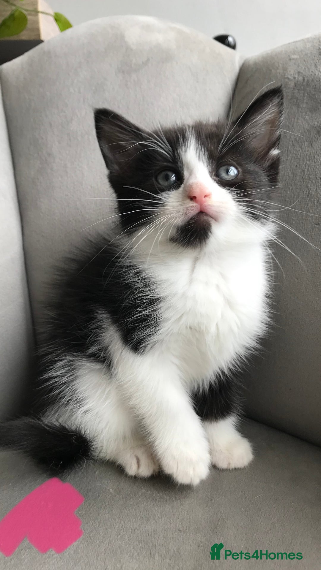 Mixed Breed cats for sale: 4 beautiful babies looking for their forever homes - Image 9