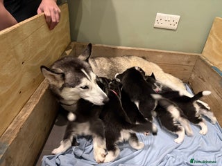 Siberian Husky dogs Siberian Huskies 2 male 4 female - Advert 11