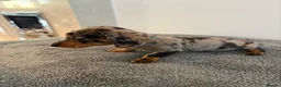 Dachshund dogs for sale: Beautiful Dachshund puppies  - Advert 5