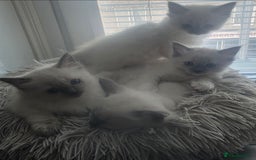 Ragdoll cats for sale: 2 beautiful litters of Ragdolls  - Image 8