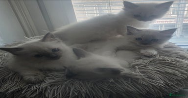 Ragdoll cats - Advert 2