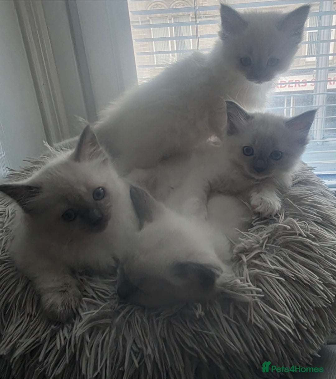 Ragdoll cats for sale: 2 beautiful litters of Ragdolls  - Image 8