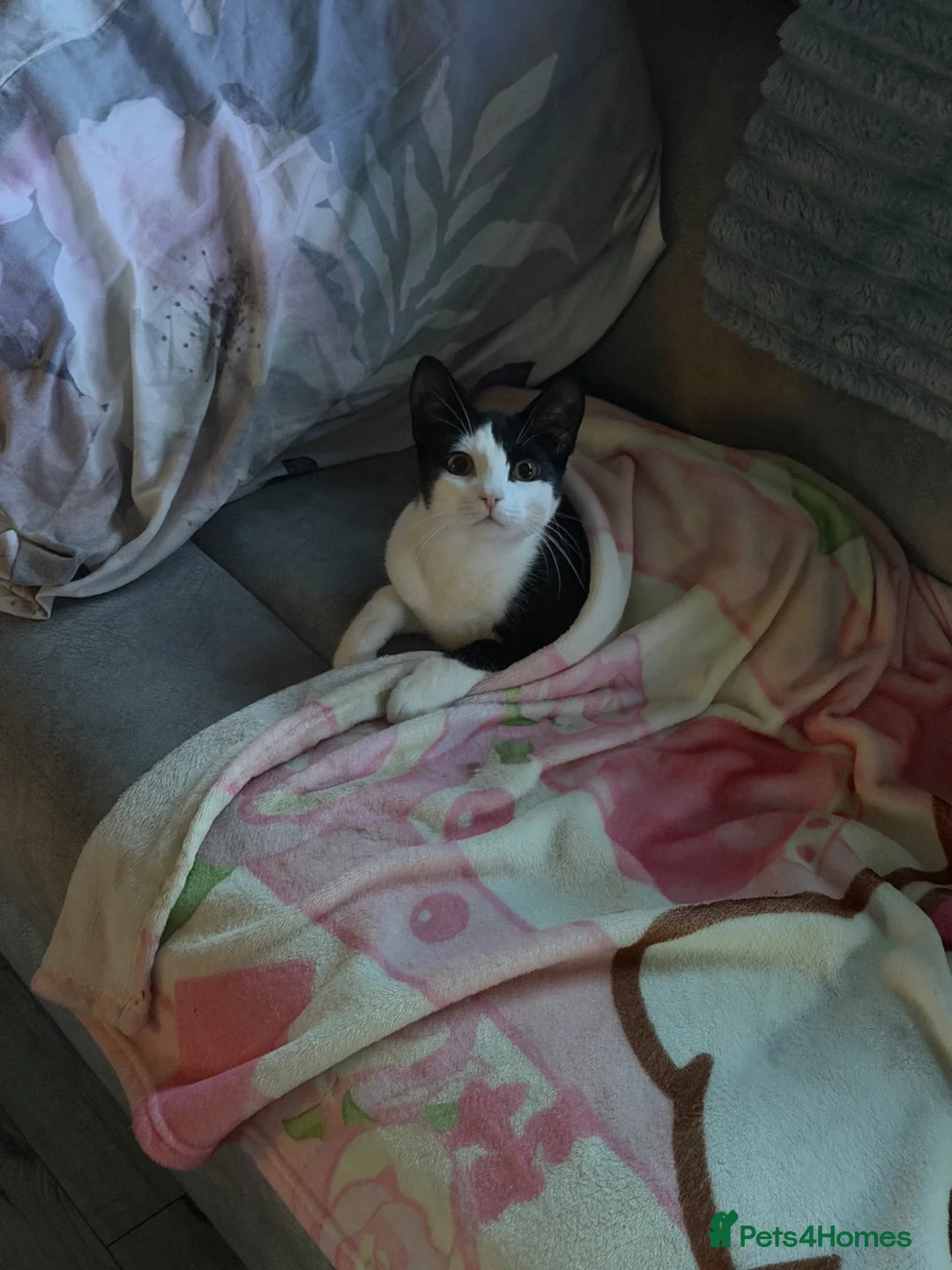 British Shorthair cats for sale: Two brothers tuxedo’s  - Advert 1