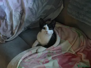 British Shorthair cats Two brothers tuxedo’s - Advert 1