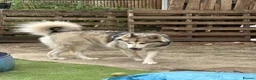 Utonagan dogs for sale: Bella needs forever home in Walton-on-Thames - Advert 2