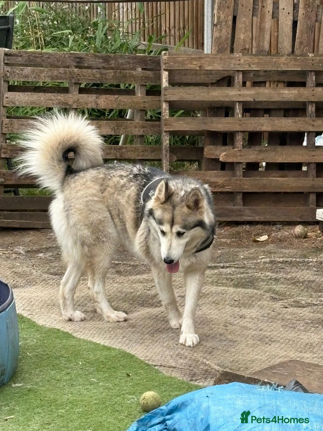 Utonagan dogs for sale: Bella needs forever home in Walton-on-Thames - Advert 2