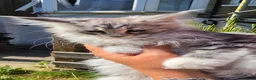 Maine Coon cats for sale: Adorable Maine Coon Kittens - Advert 26