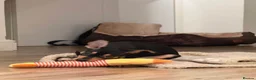 Miniature Pinscher dogs for sale: Miniature Pinscher 10 weeks - Rehome - Advert 3