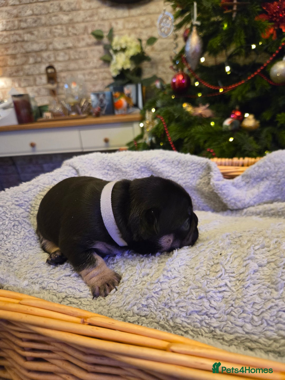French Bulldog dogs for sale: French bulldog puppies.  - Advert 13